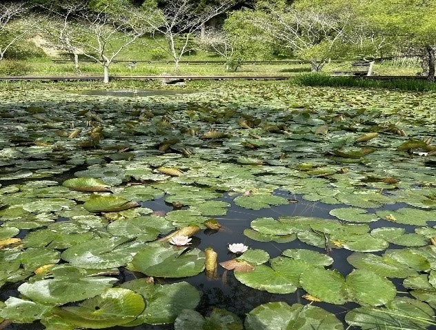 スイレンが咲く池