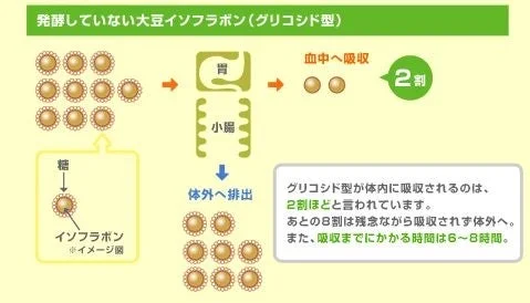 グリコシド型イソフラボンの吸収メカニズム図