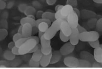 プラズマ乳酸菌の顕微鏡写真