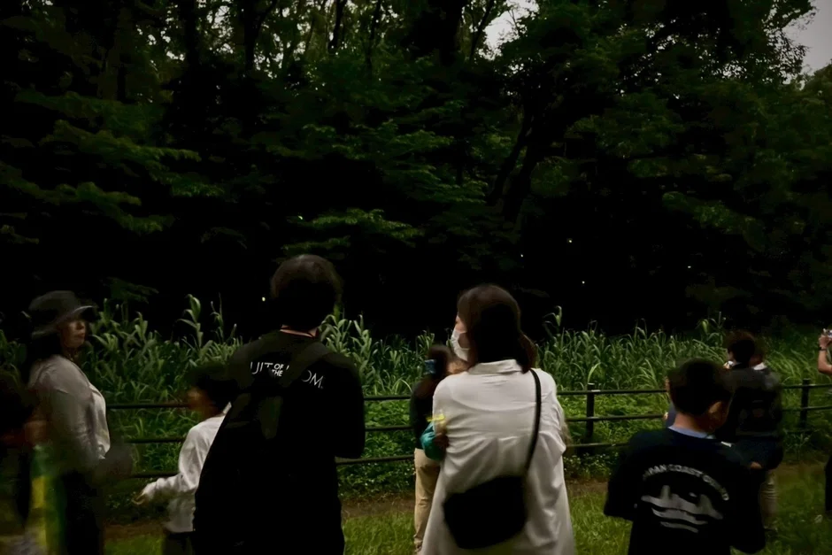 ホタル鑑賞のイメージ