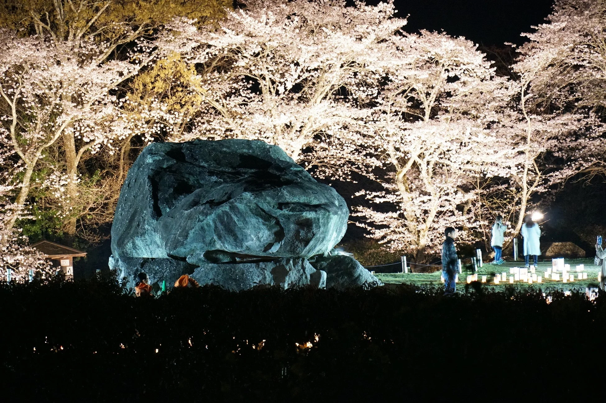 石舞台古墳の夜桜ライトアップ