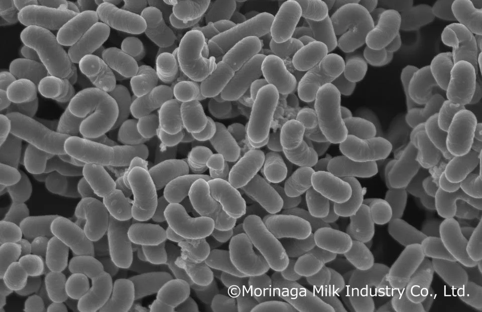 シールド乳酸菌®とは