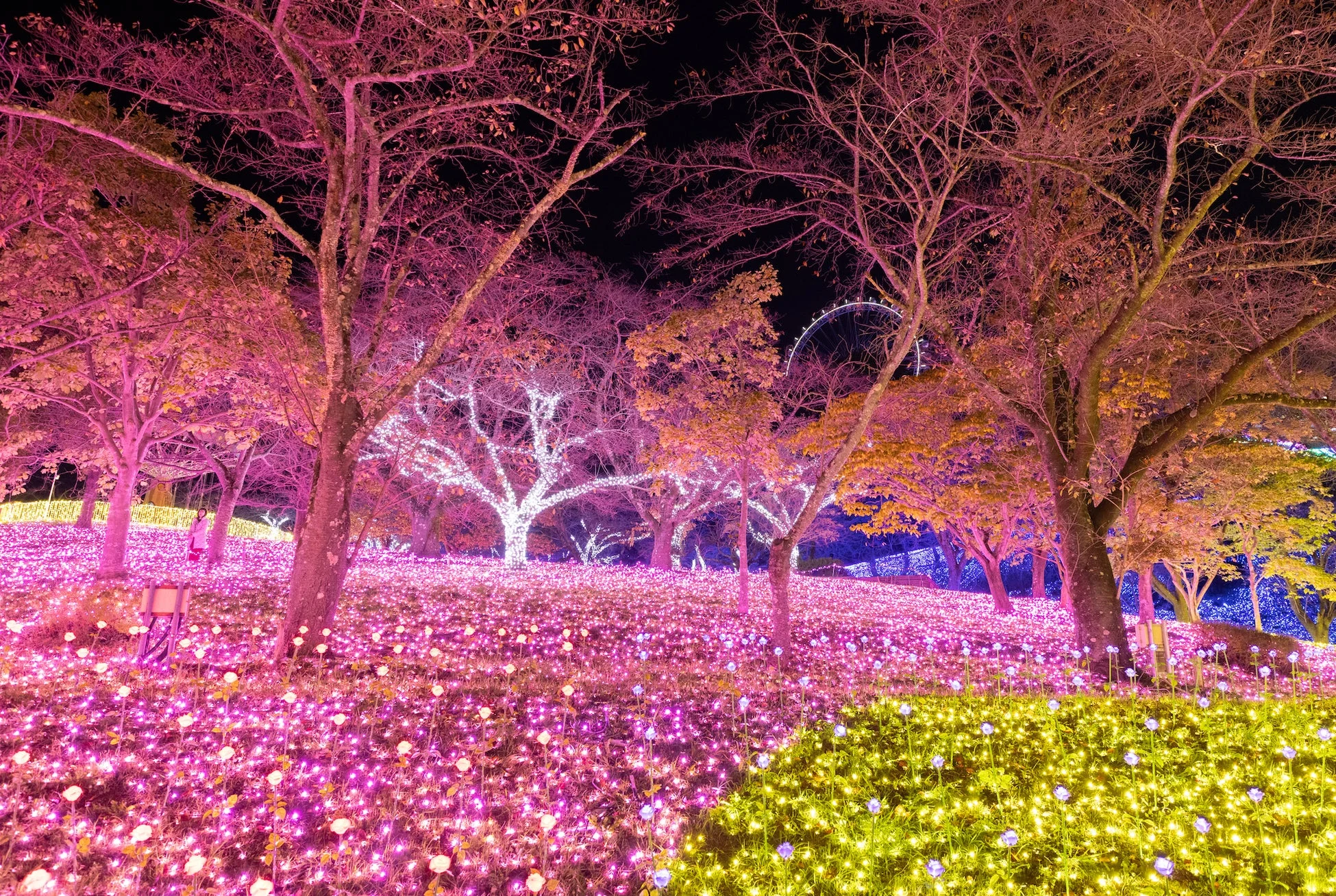 夜の公園が色鮮やかなイルミネーションで美しく彩られています。地面にはピンクと黄色の光が花のように広がり、木々も幻想的にライトアップされています。遠くには観覧車も見え、魔法のような雰囲気を醸し出しています。