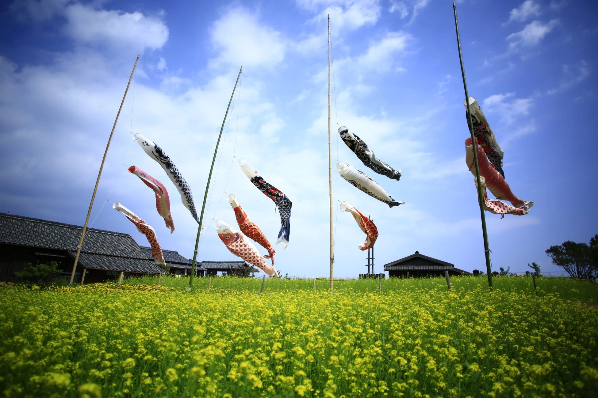 菜の花とこいのぼり