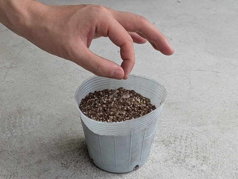 ポットたね植え