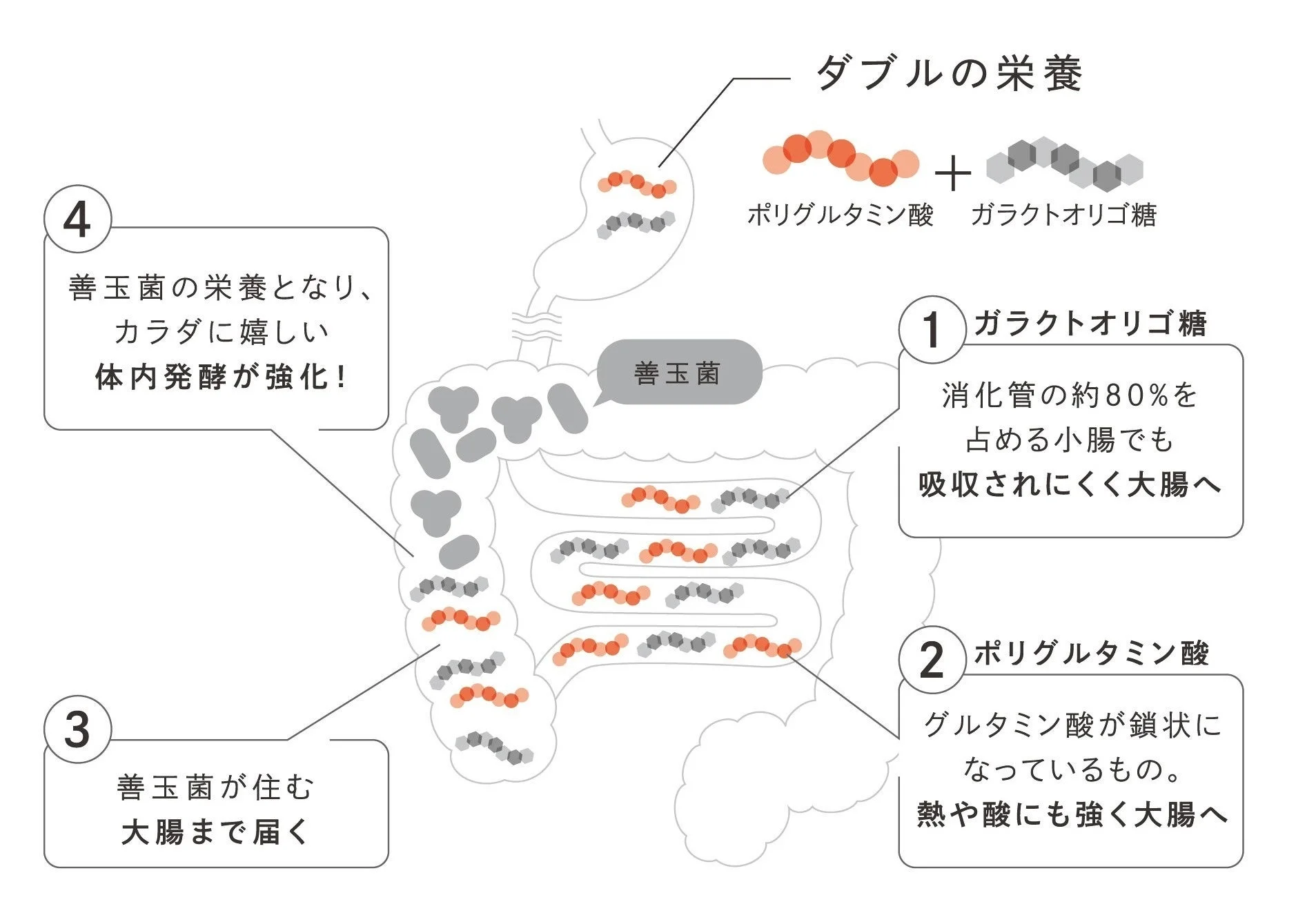ダブルの栄養の説明図