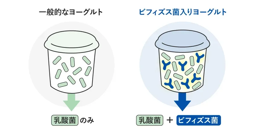ヨーグルトにおける大きな違い