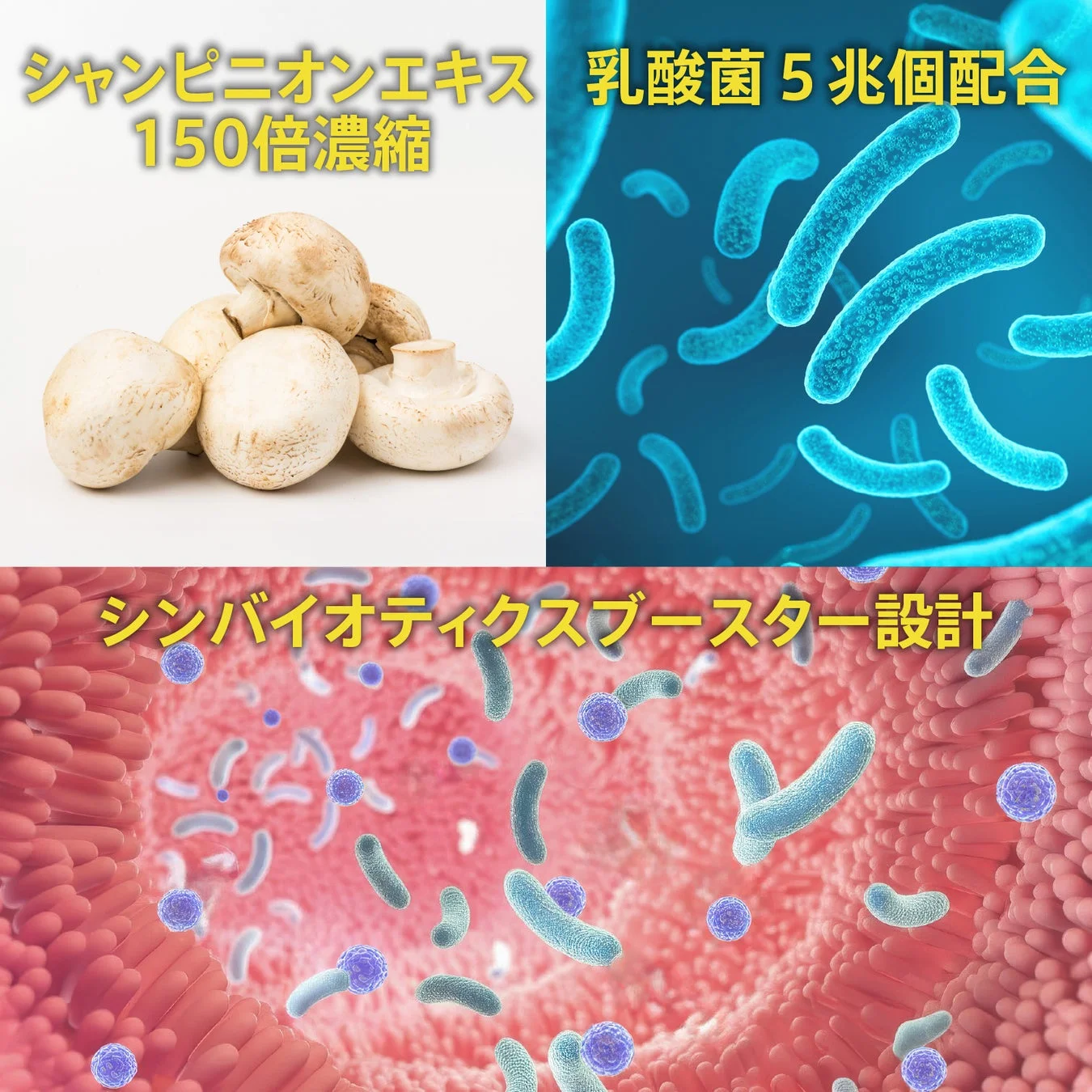 シャンピニオンエキスと乳酸菌の配合