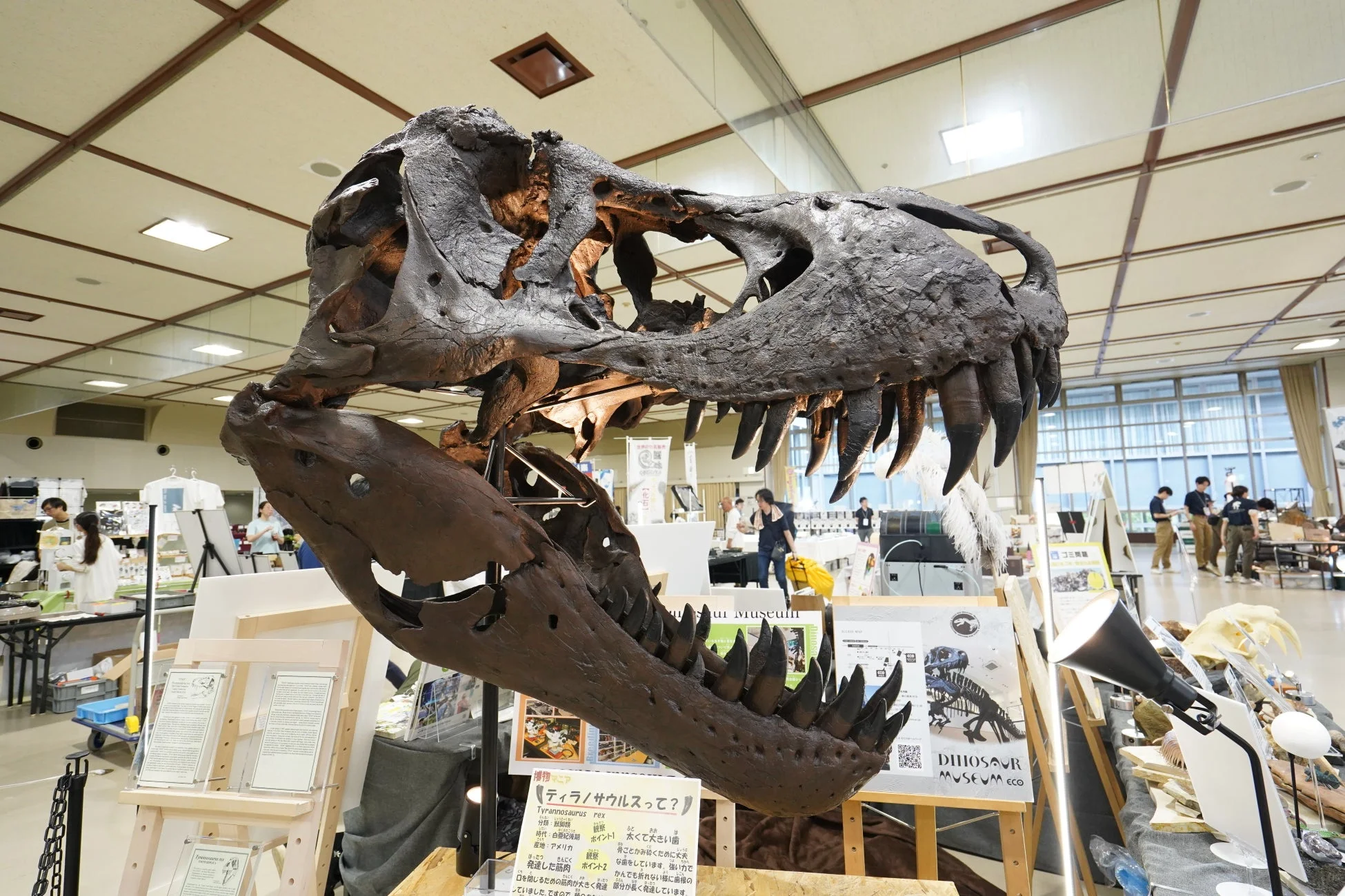 ティラノサウルス・レックスの頭蓋骨標本