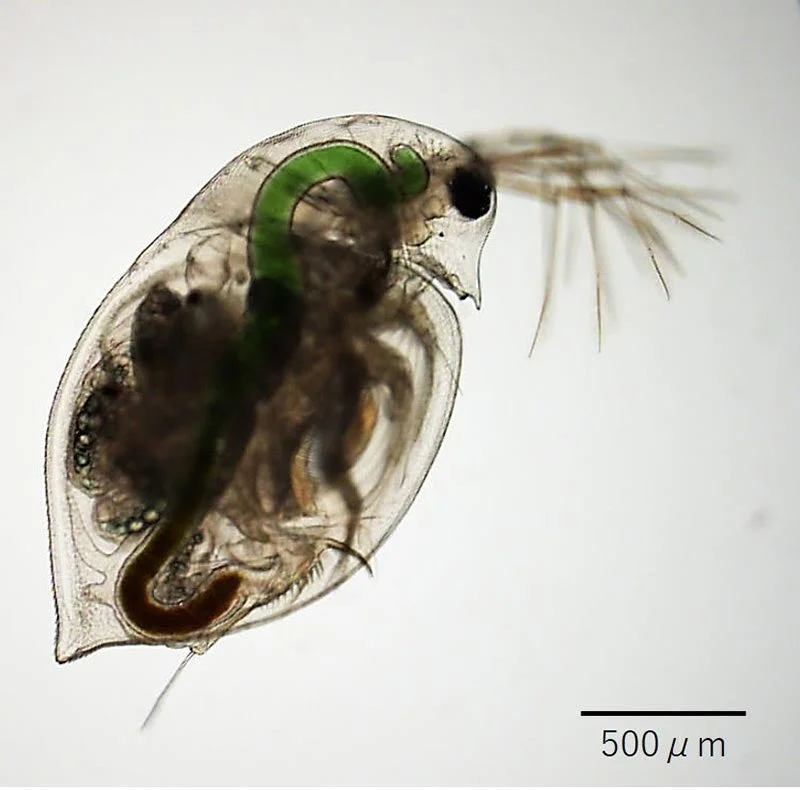 ミジンコの顕微鏡写真
