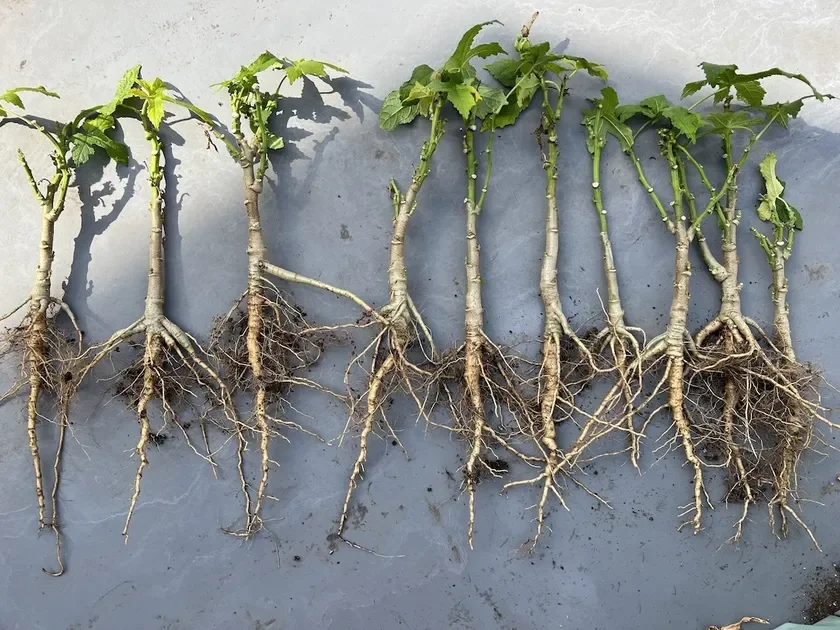 根が露出した植物