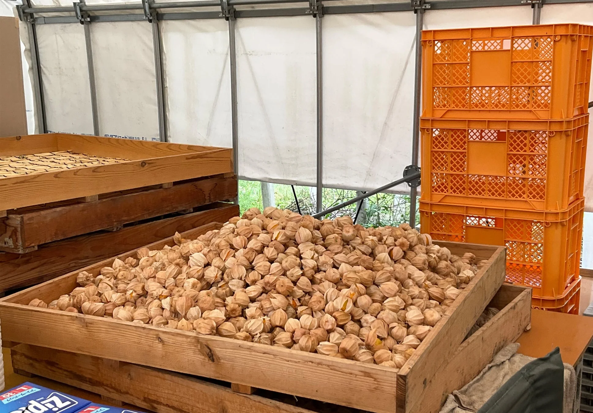 箱に集められたほおずき