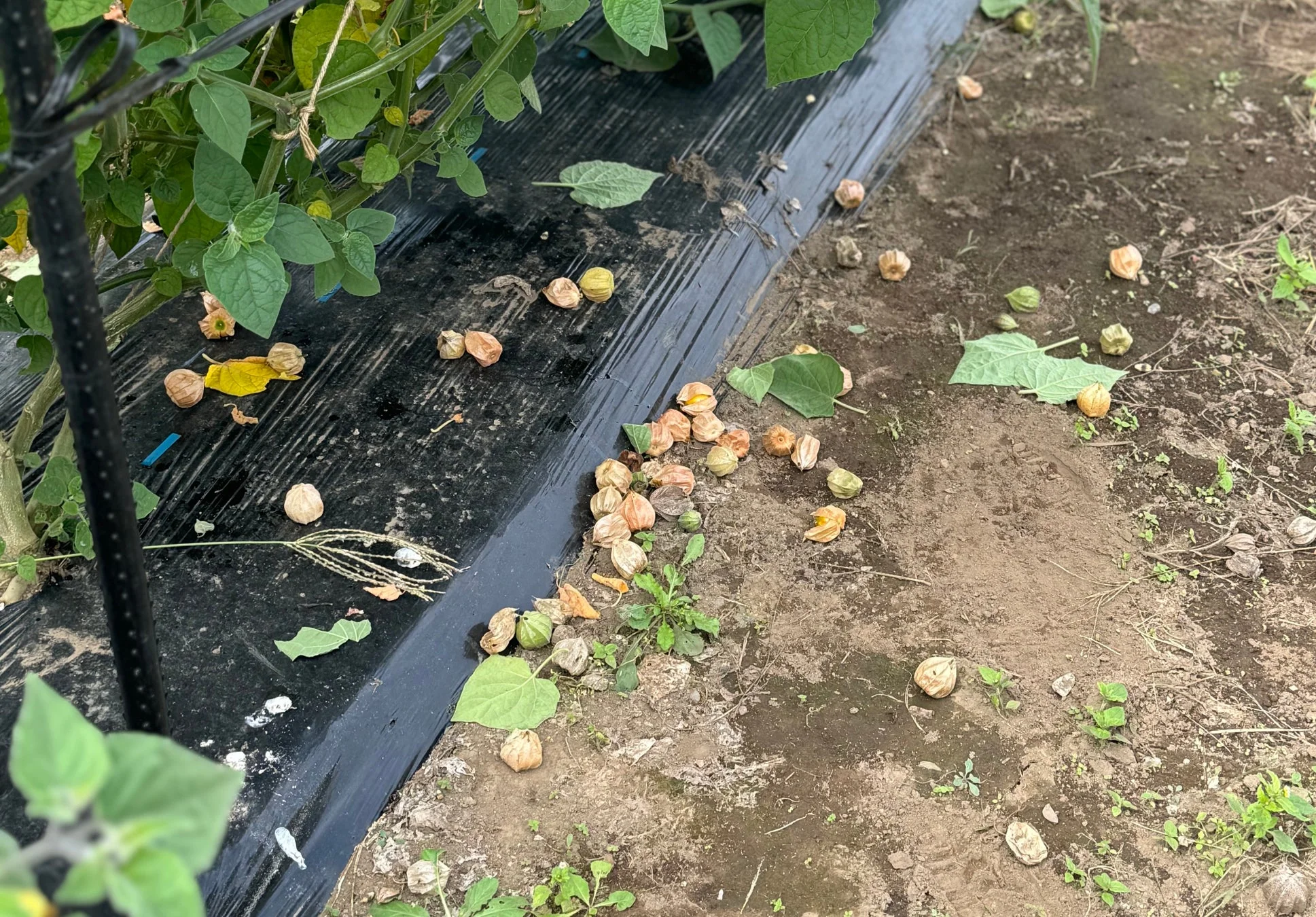 アップサイクルされるほおずき