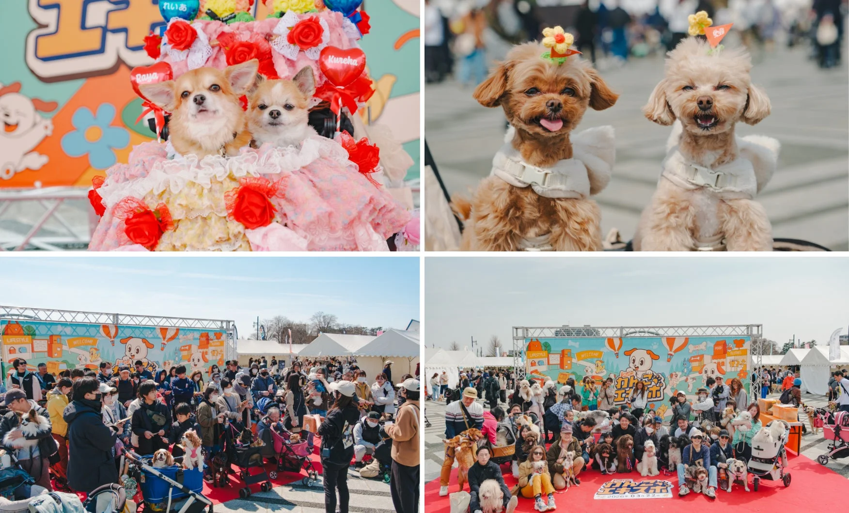 犬のイベント「わんこ＊エキスポ」の様子。可愛らしい衣装や飾りをつけた犬たちと多くの飼い主が屋外に集まり、フードやグッズのブースと共に賑わう、活気あるペットフェスティバルです。