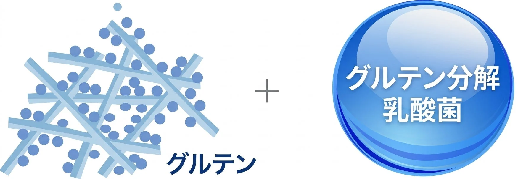 グルテンと乳酸菌の働きを示唆するイラスト