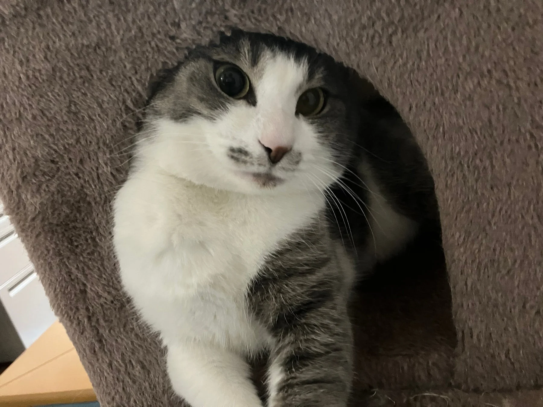 キャットタワーから顔を出す猫の画像