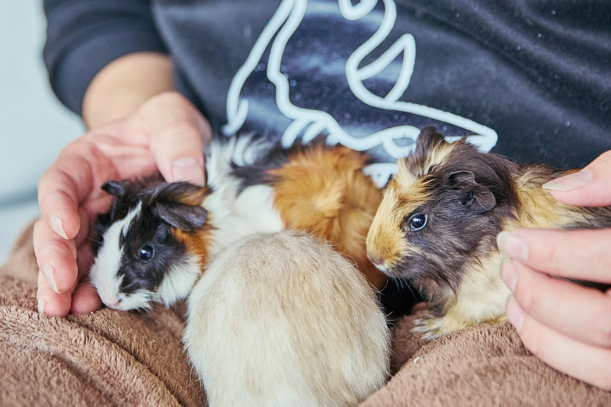 飼い主の手に優しく抱かれた3匹のモルモットが写っています