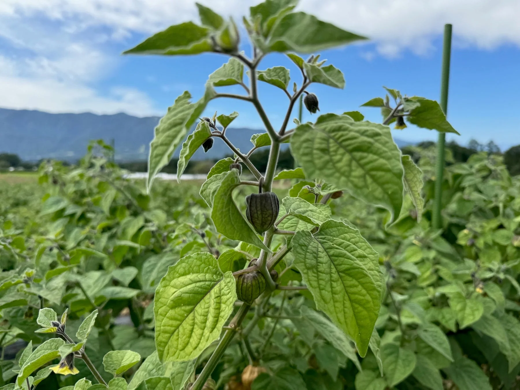 畑で育つほおずき