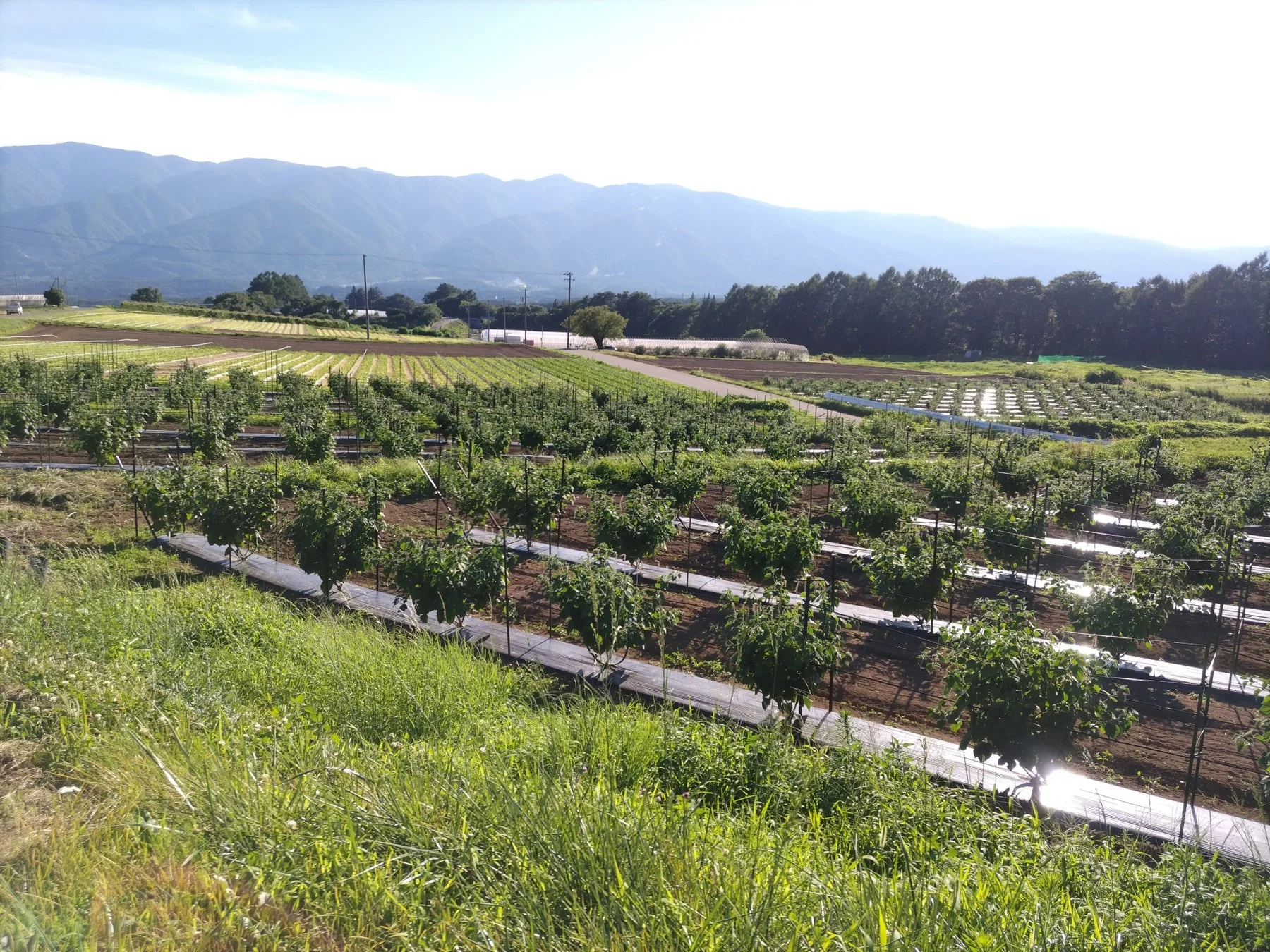 バディアス農園の風景