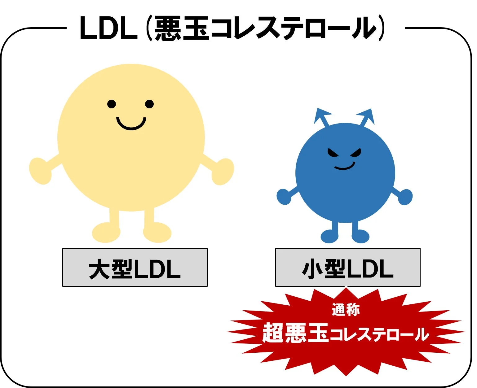 LDLの種類と小型LDL