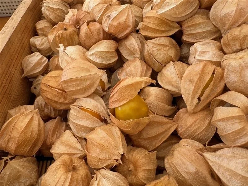 収穫されたほおずき