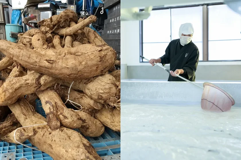 葛根と吉野本葛の製造風景