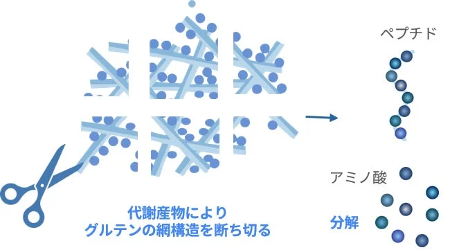 グルテン分解のメカニズム図