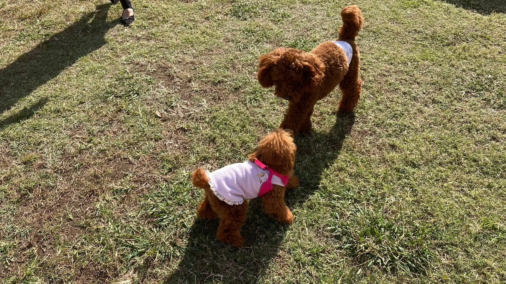 ドッグランで遊ぶ犬たち