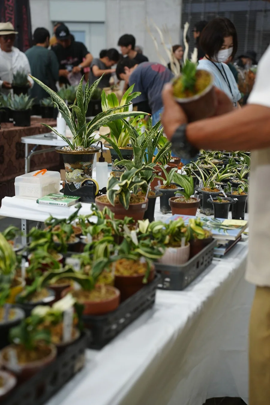 多肉植物の販売ブース