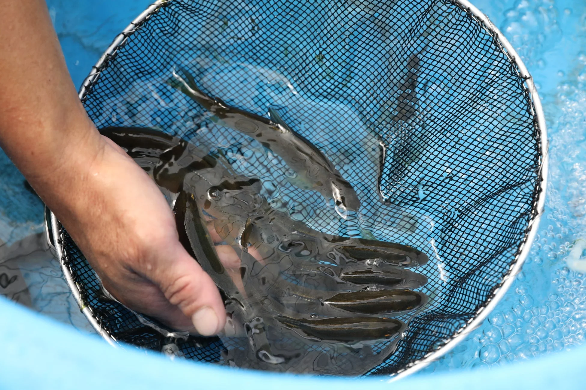 青い水槽で魚を捕獲している様子