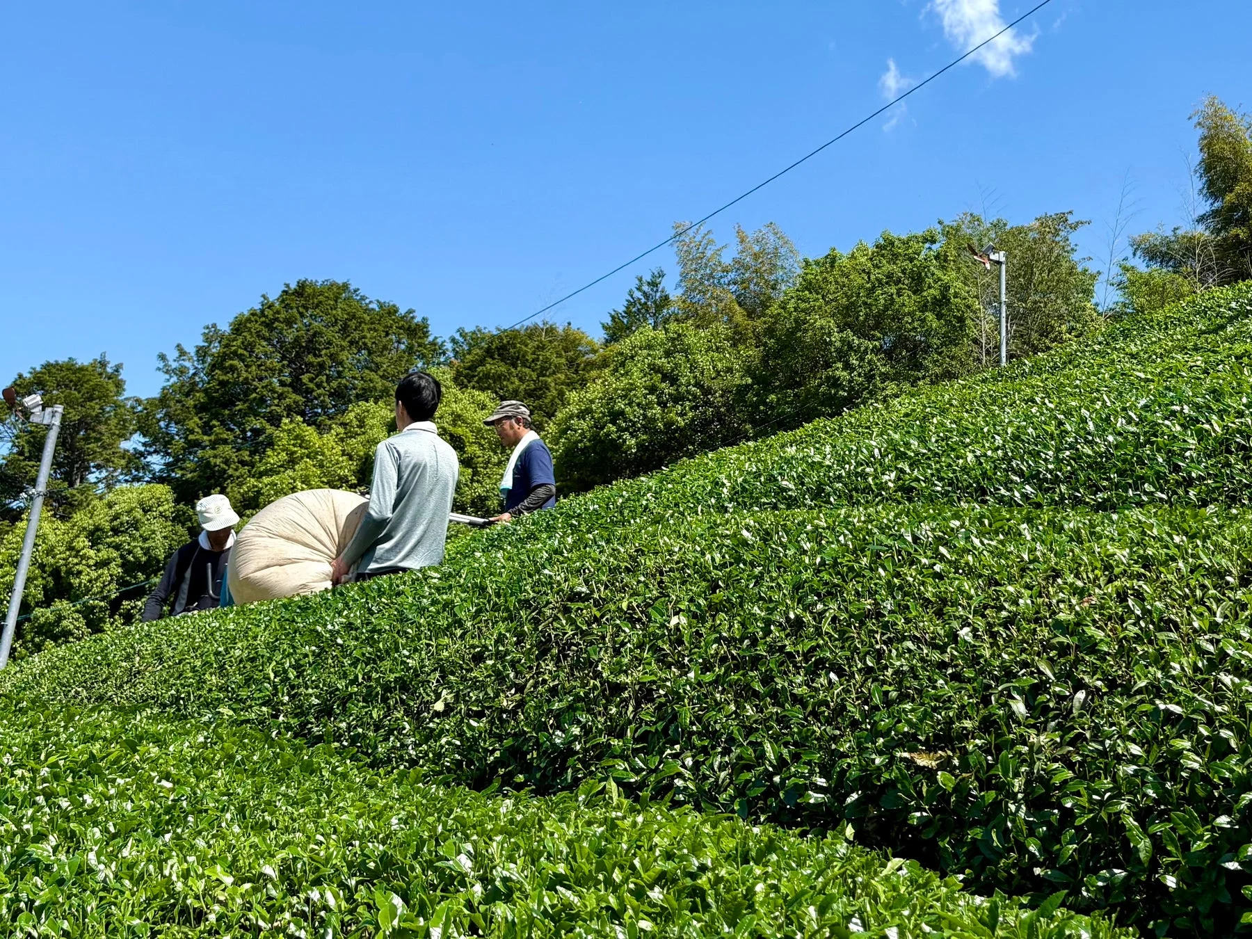 茶畑の風景
