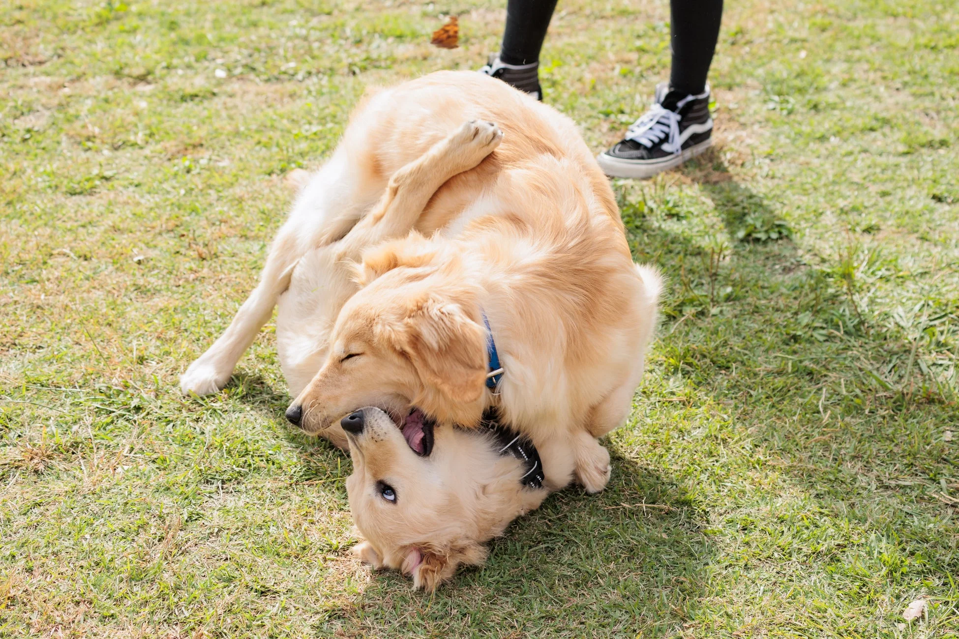 じゃれ合うゴールデンレトリバー