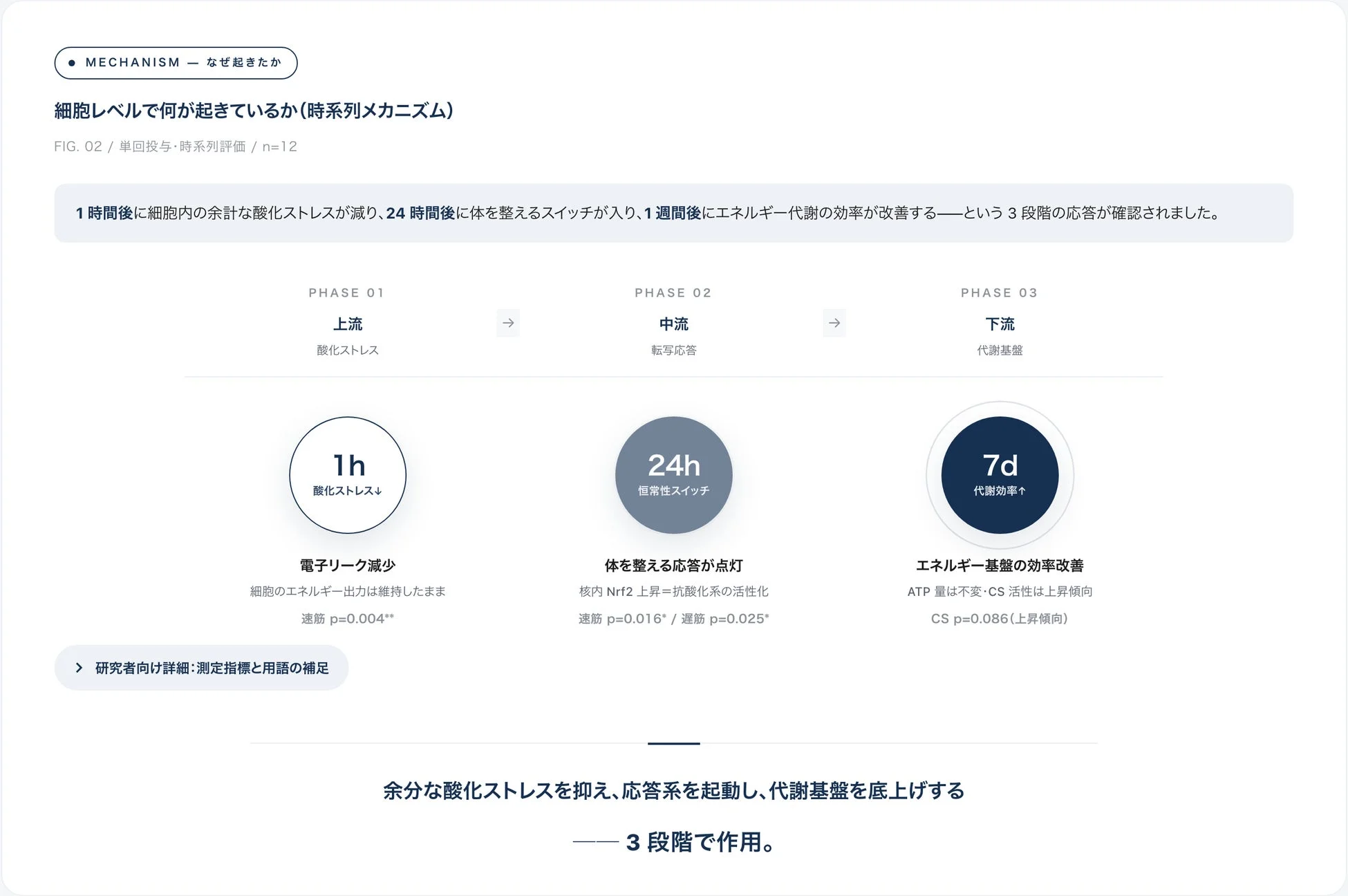 細胞レベルの時系列メカニズム図