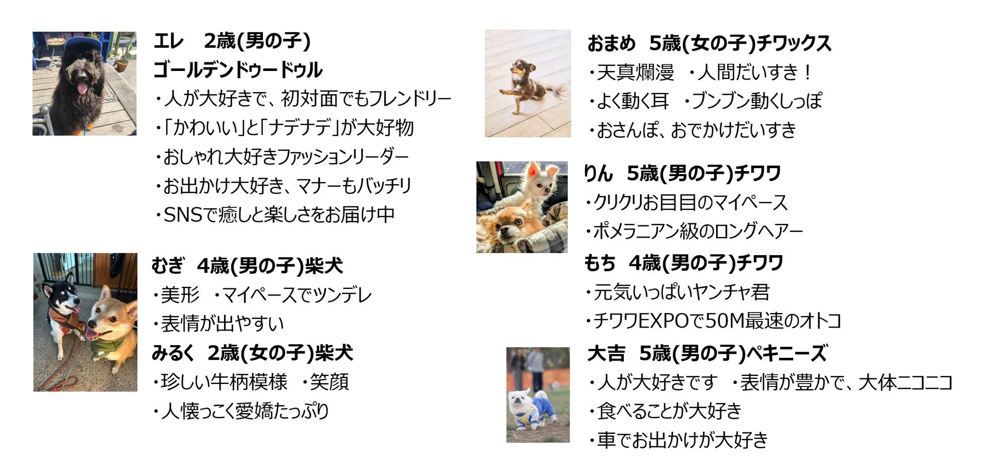 候補犬プロフィール