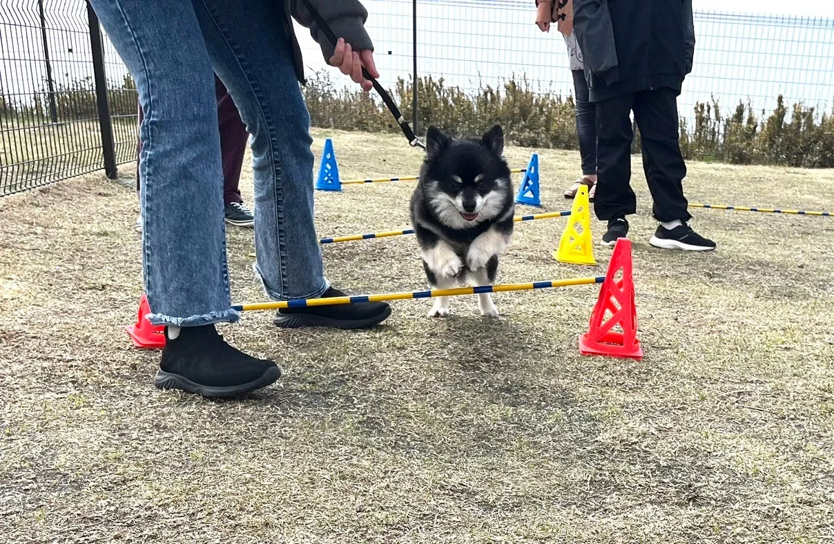 ドッグスポーツ