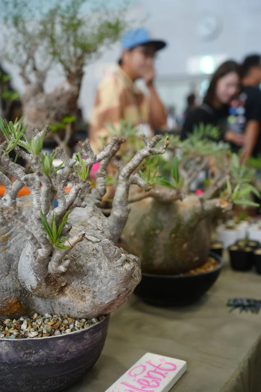 個性的な塊根植物が並ぶ展示
