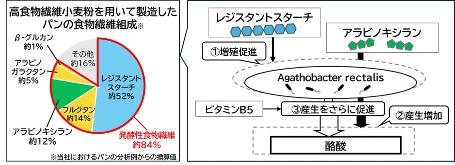 酪酸産生メカニズムの概念図
