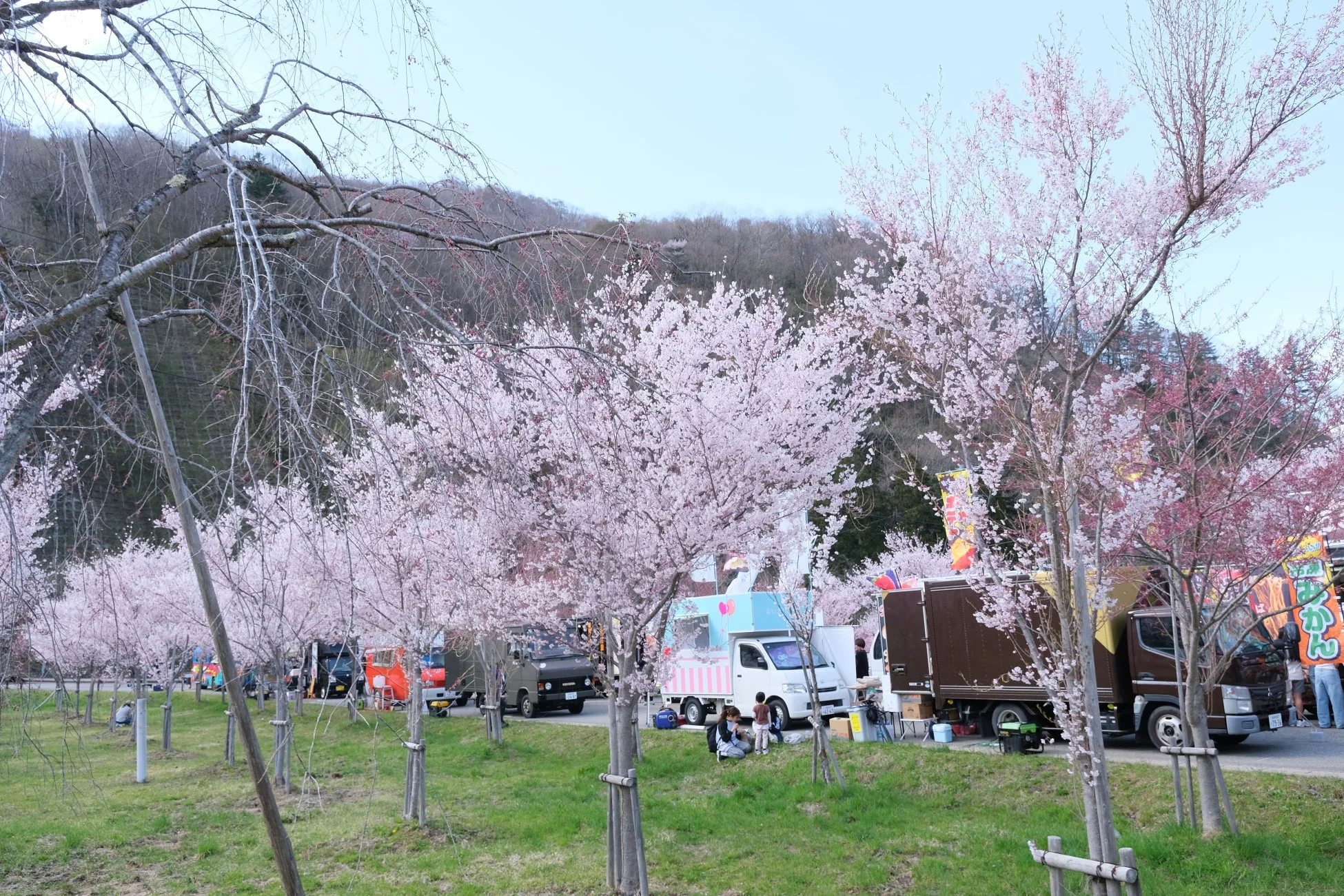 桜並木とフードトラック