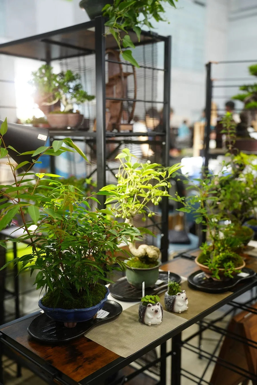 盆栽やミニチュア植物が展示された棚