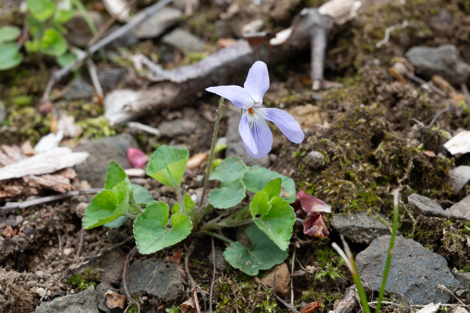 地面に咲く淡い紫色のスミレの花