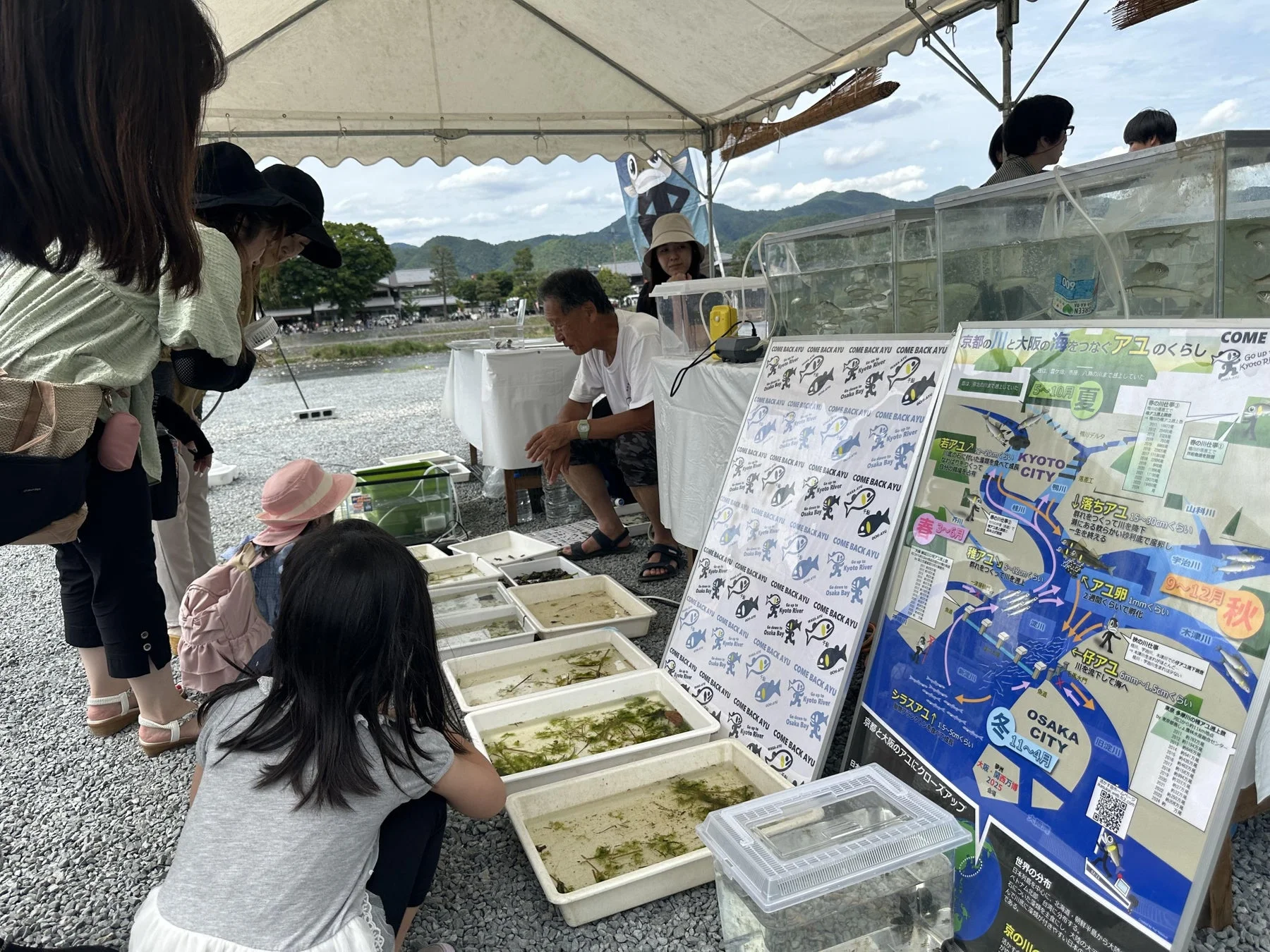 アユの生態展示