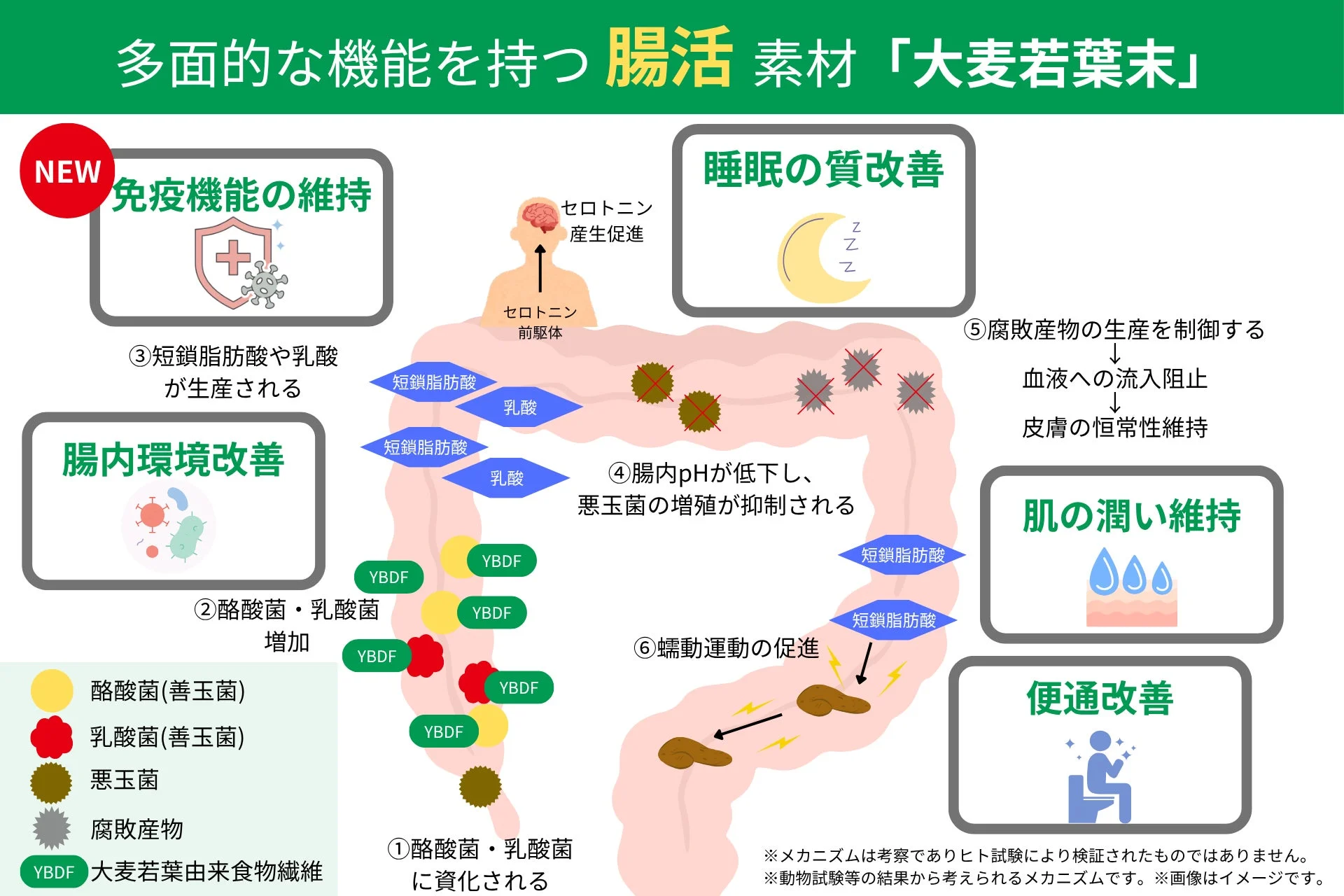 大麦若葉末の多面的な腸活機能を示すインフォグラフィック