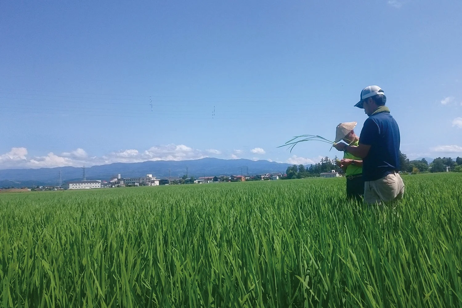 田んぼでの作業