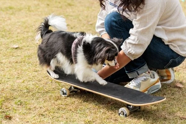スケボー犬の練習