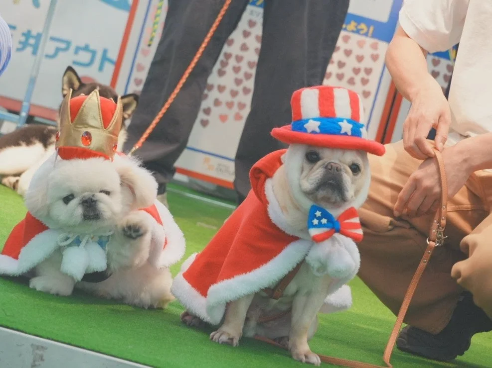 コンテスト参加犬