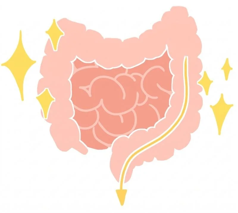 腸のイラスト