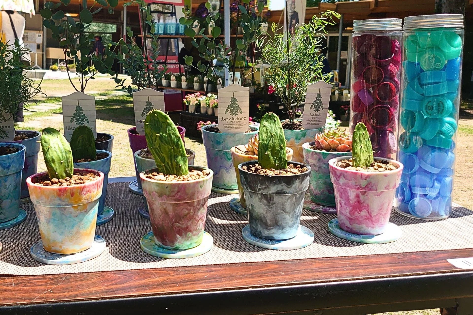 植物とペットボトルキャップ