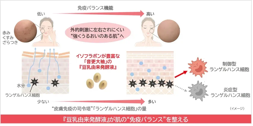 肌の免疫バランスを整えるメカニズムの図