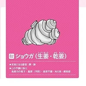 ショウガのイラスト