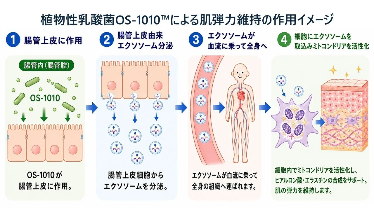 植物性乳酸菌OS-1010が腸管上皮に作用し、分泌されたエクソソームが血流で全身に運ばれ、細胞内でミトコンドリアを活性化し、ヒアルロン酸・エラスチン合成をサポートすることで肌の弾力維持に貢献するメカニズムを図解